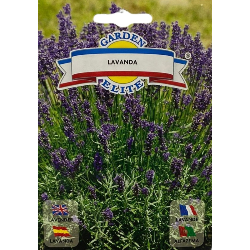 Semillas de Lavanda | Planta Aromática y Relajante