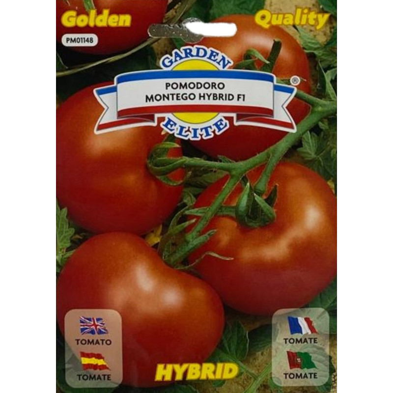 Frutos rojos y brillantes de tomate montego híbrido en una planta, perfectos para sembrar nuestras semillas de tomate premium.