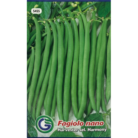 Semillas de Vainita | Tierna, Crujiente y Productiva