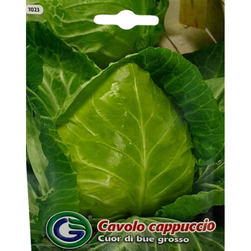 Cabezas cónicas de col corazón listas para cosechar, perfectas para sembrar nuestras semillas de col corazón de calidad premium.