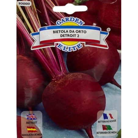 Raíces redondas y púrpuras de remolacha recién cosechadas, perfectas para sembrar nuestras semillas de calidad premium.