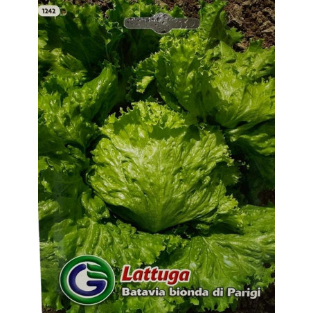 Semillas de Lechuga Batavia Bionda | Crujiente y Deliciosa