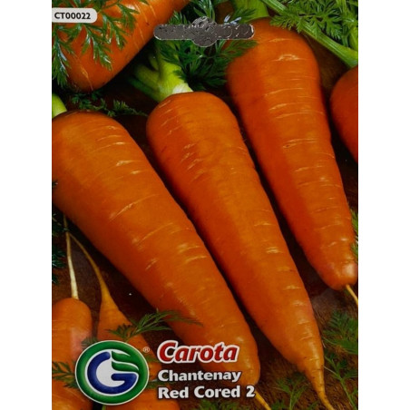Zanahorias cortas y gruesas de variedad chantenay, ideales para sembrar nuestras semillas de zanahoria de calidad premium.