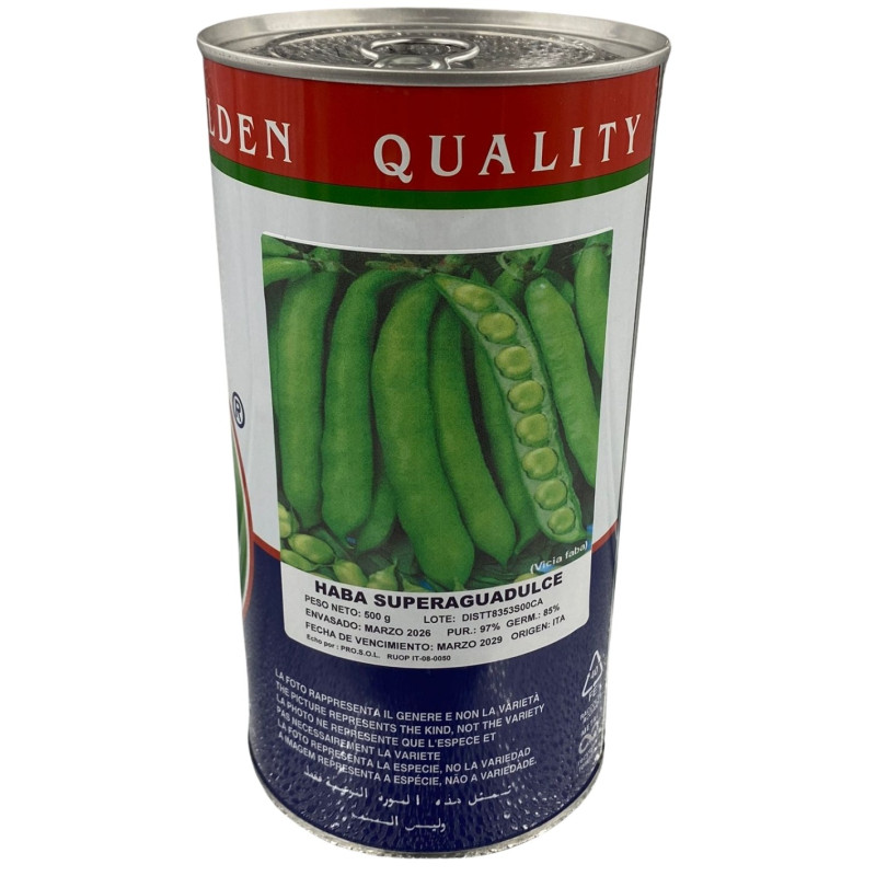 Vainas frescas de habas en una planta productiva, perfectas para sembrar nuestras semillas de habas de la mejor calidad premium.