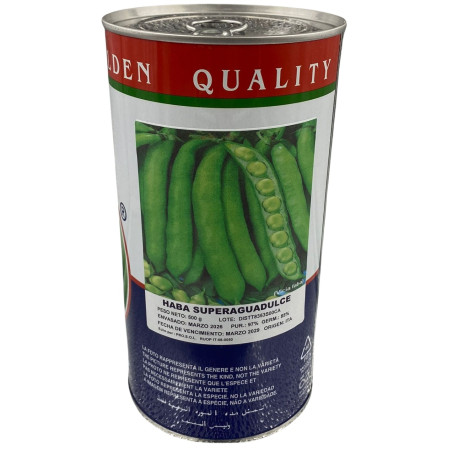 Vainas frescas de habas en una planta productiva, perfectas para sembrar nuestras semillas de habas de la mejor calidad premium.