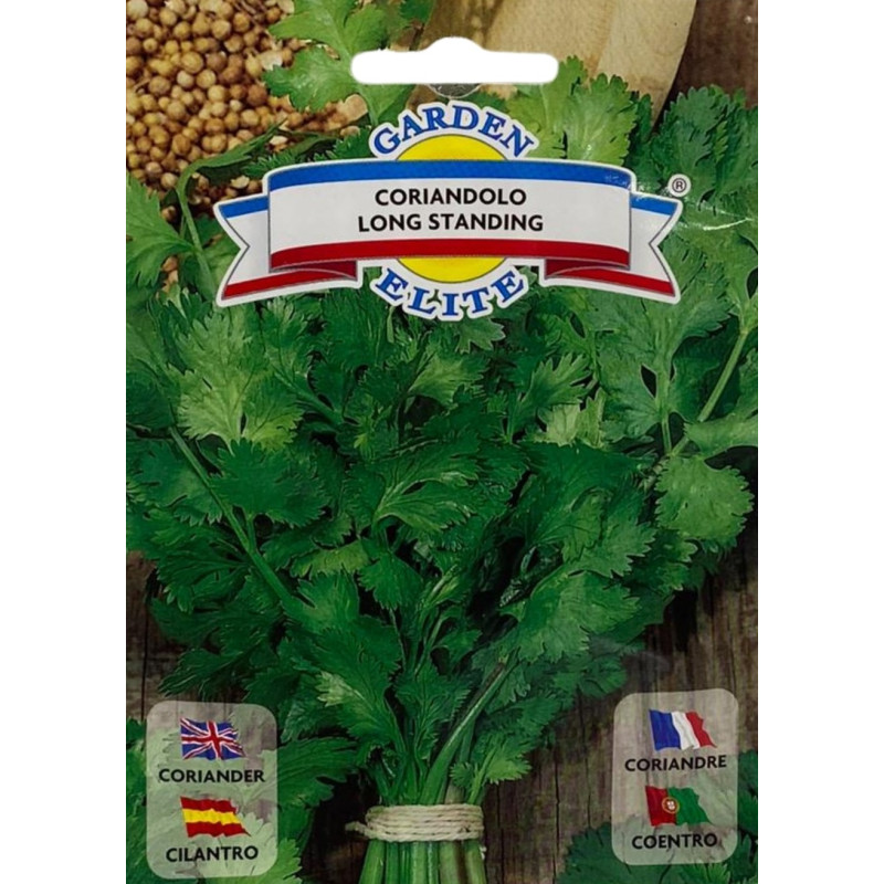 Hojas frescas de cilantro en un huerto productivo, ideales para sembrar nuestras semillas de cilantro de calidad premium.