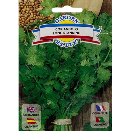 Hojas frescas de cilantro en un huerto productivo, ideales para sembrar nuestras semillas de cilantro de calidad premium.