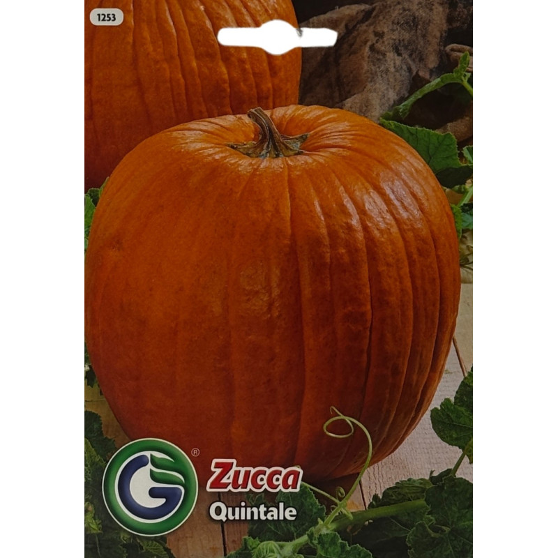 Calabaza madura y saludable en un huerto productivo, perfecta para sembrar nuestras semillas de calabaza de la mejor calidad.