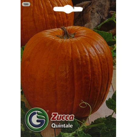 Calabaza madura y saludable en un huerto productivo, perfecta para sembrar nuestras semillas de calabaza de la mejor calidad.