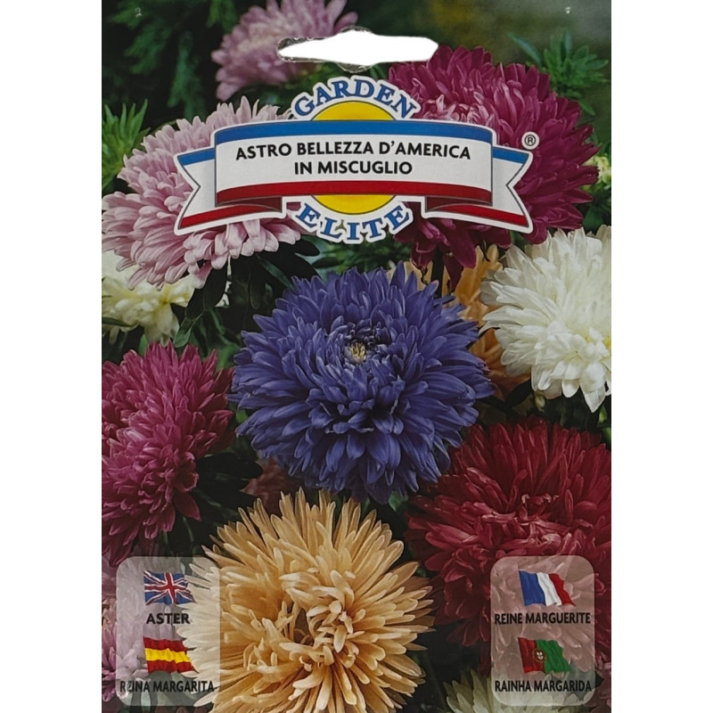 Flores grandes y coloridas de reina margarita en un jardín, perfectas para sembrar nuestras semillas de calidad premium.