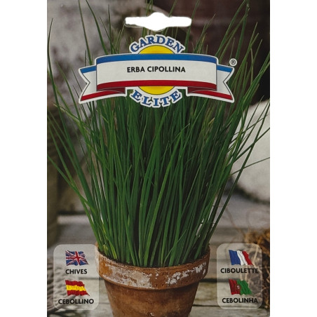 Tallos frescos de cebollino en un huerto productivo, ideales para sembrar nuestras semillas de cebollino de calidad premium.