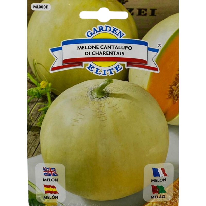 Melón jugoso y aromático recién cosechado, perfecto para sembrar nuestras semillas de melón de calidad premium.