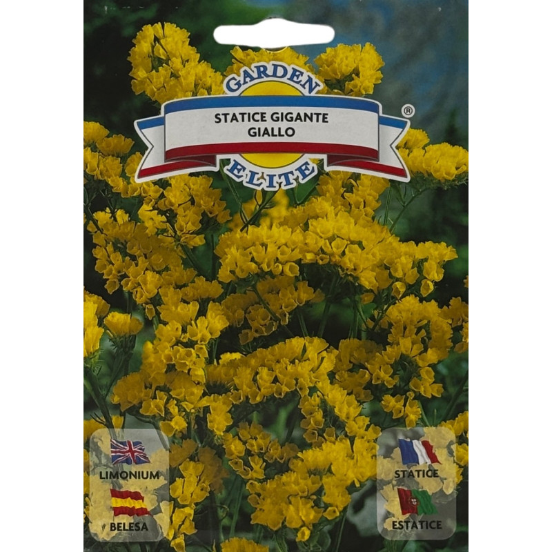 Estatice amarilla