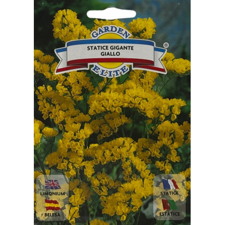 Estatice amarilla