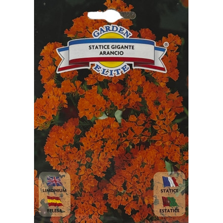 Semillas de Belesa Tomate | Flor Ornamental Única