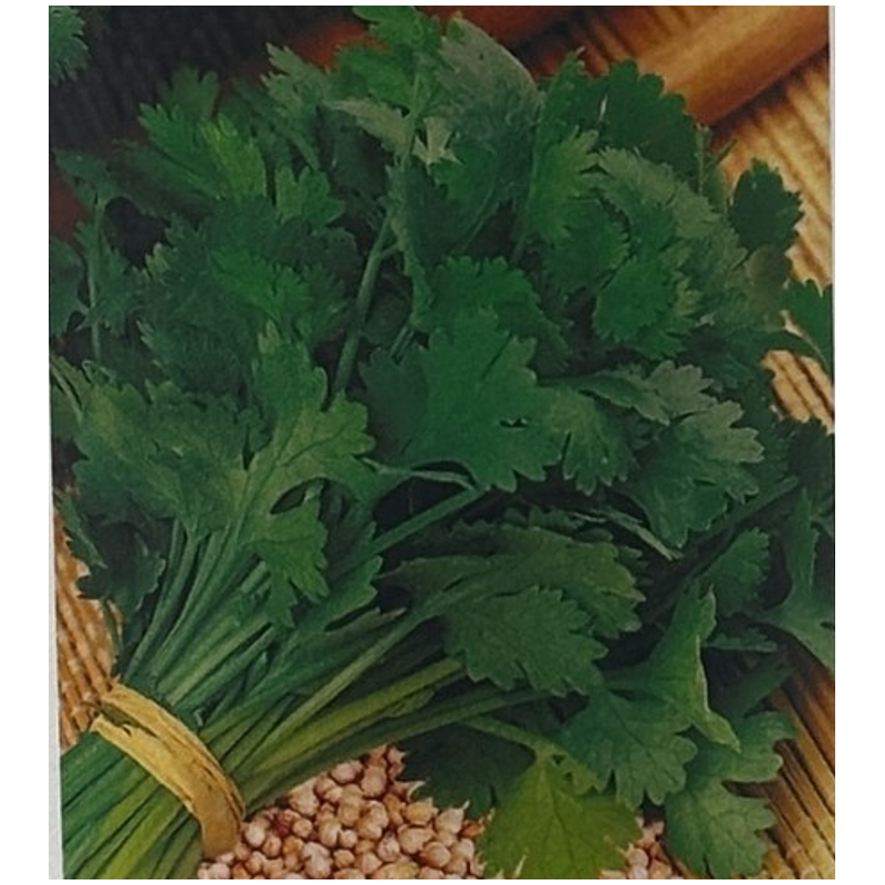 Semillas de Cilantro | Hierba Aromática Fresca
