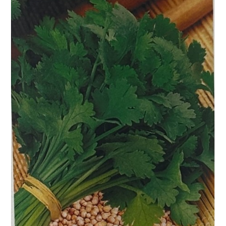 Semillas de Cilantro | Hierba Aromática Fresca