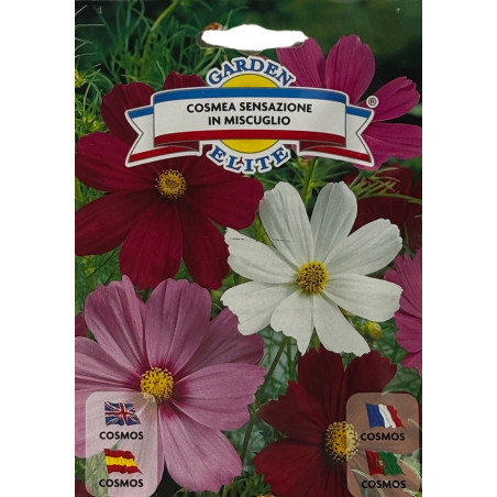 Flores vibrantes de cosmos en un jardín soleado, perfectas para sembrar nuestras semillas de cosmos de la mejor calidad premium.