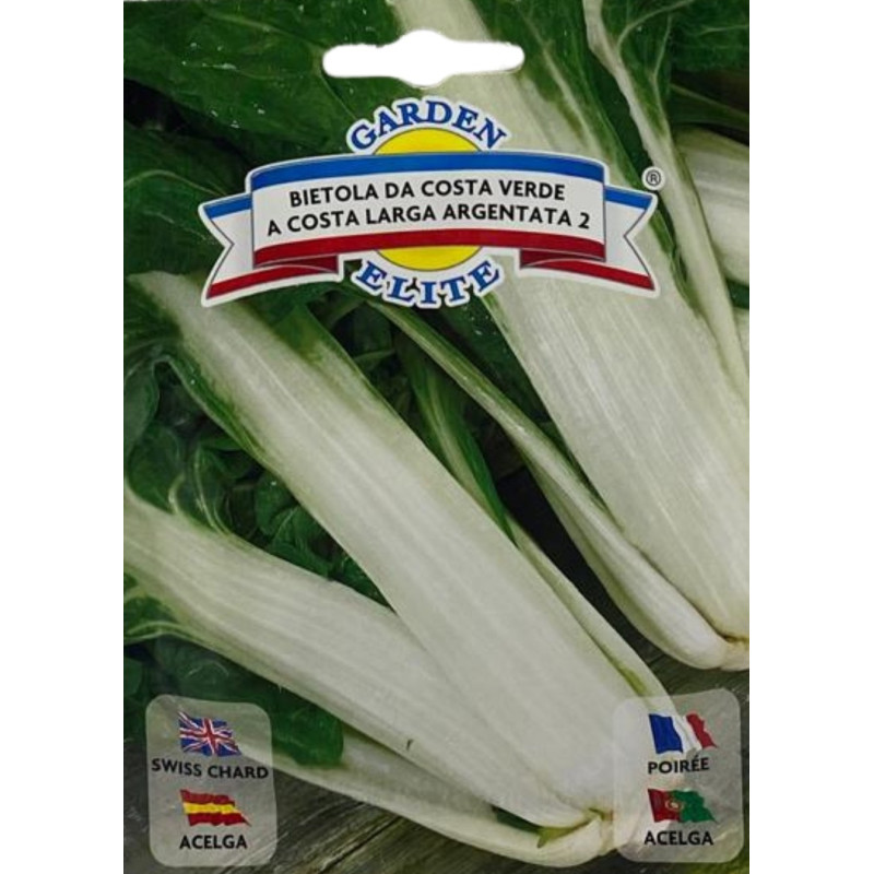 semillas de acelga verde