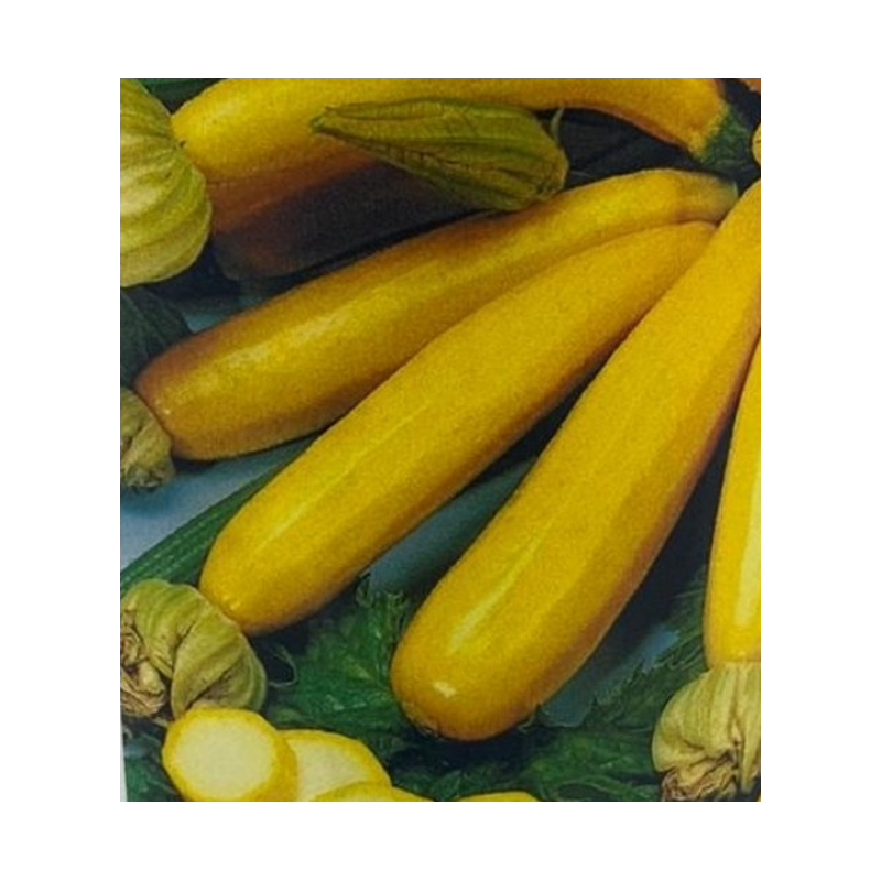 Semillas de Calabacín Amarillo | Variedad Gourmet