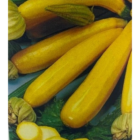 Semillas de Calabacín Amarillo | Variedad Gourmet