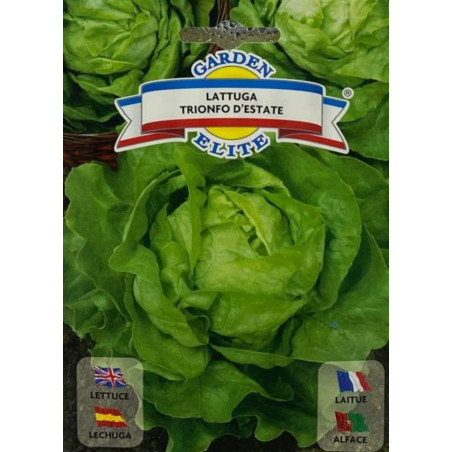 Lechuga triunfo state con hojas frescas, crujientes y de color verde intenso, ideales para sembrar nuestras semillas premium.
