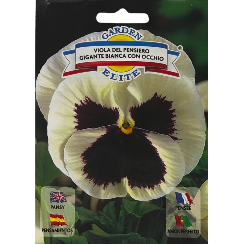 Flores blancas de pensamiento con pétalos aterciopelados en un jardín, ideales para sembrar nuestras semillas premium.