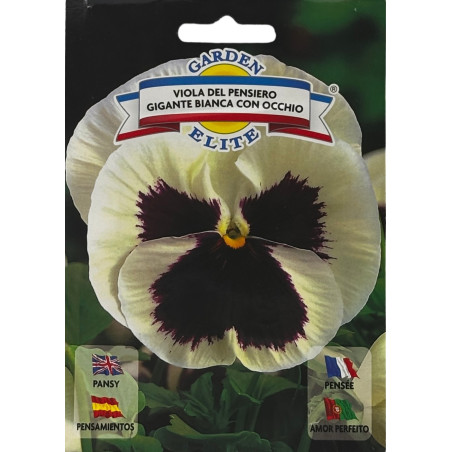 Flores blancas de pensamiento con pétalos aterciopelados en un jardín, ideales para sembrar nuestras semillas premium.