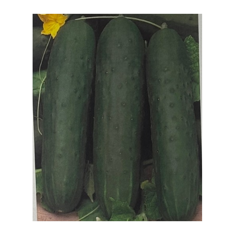 Semillas de Pepino Marketmore | Clásico, Recto y Productivo | Coltivare