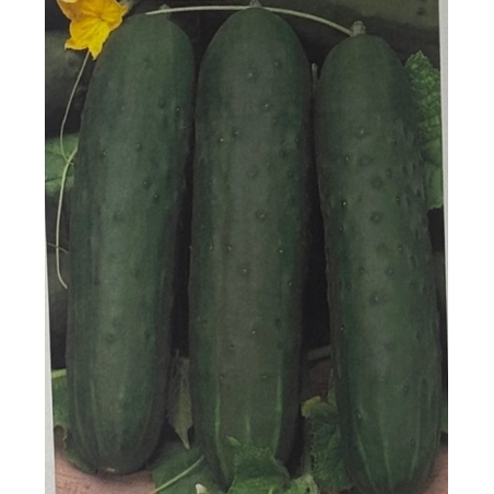 Semillas de Pepino Marketmore | Clásico, Recto y Productivo | Coltivare