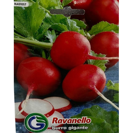 Rábano burro gigante de color blanco, largo y robusto, recién cosechado, ideal para sembrar nuestras semillas premium.