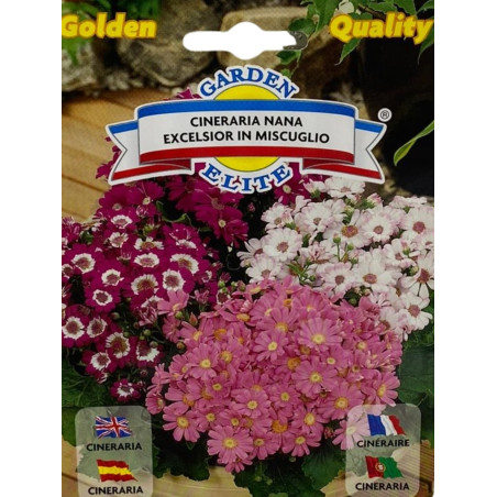 Semillas de Cineraria | Flores Vibrantes para Jardín