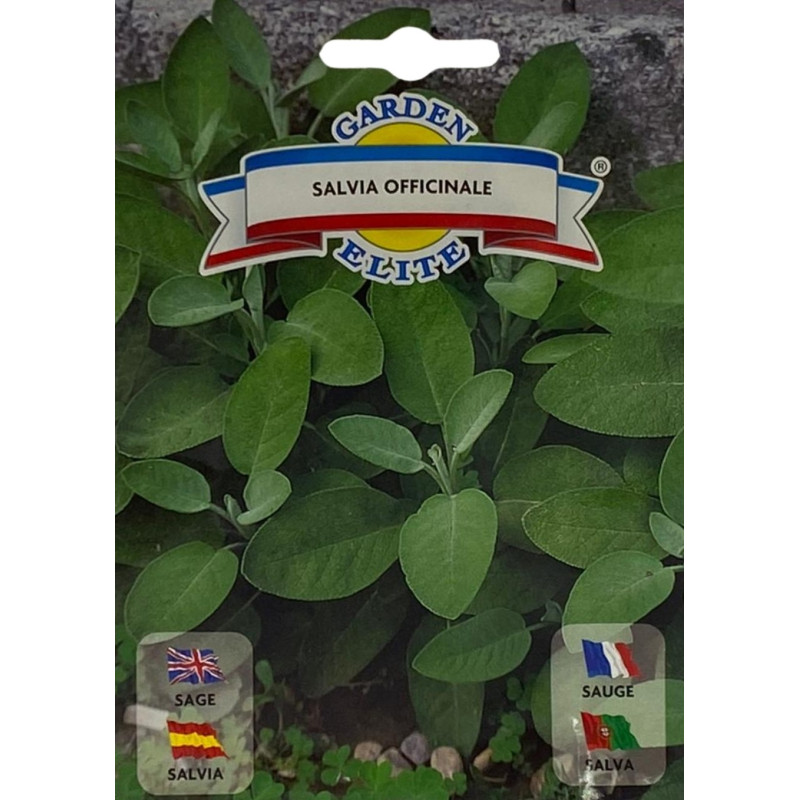 semillas de salvia fresca