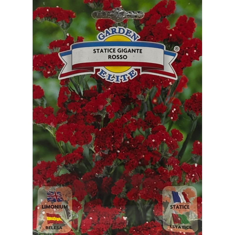 Flores vibrantes de belesa rojo en un jardín lleno de vida, ideales para sembrar nuestras semillas de belesa rojo premium.