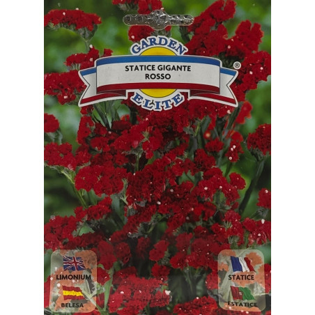 Flores vibrantes de belesa rojo en un jardín lleno de vida, ideales para sembrar nuestras semillas de belesa rojo premium.