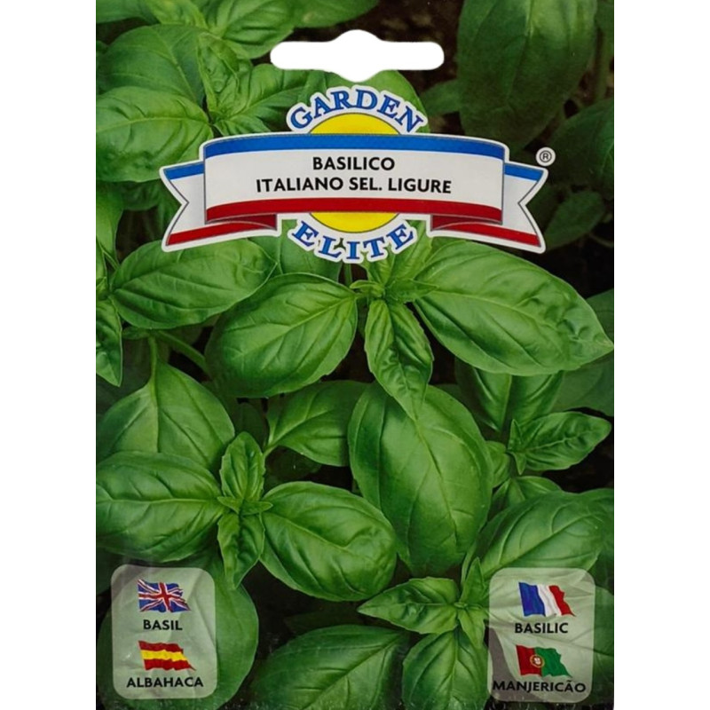 semillas de albahaca verde