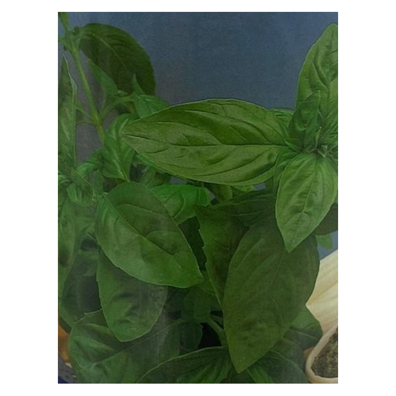 Semillas de Albahaca  Liguri | Calidad Premium | Coltivare