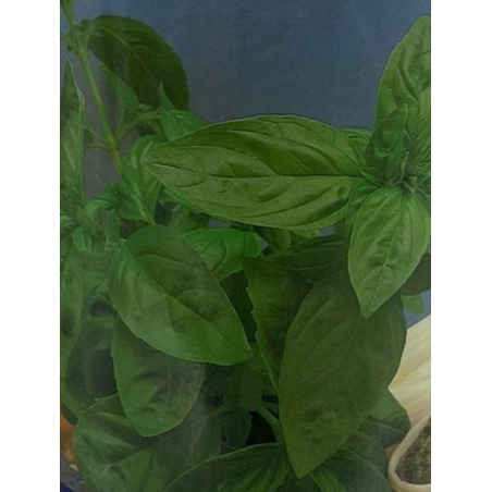 Semillas de Albahaca Liguri | Calidad Premium | Coltivare
