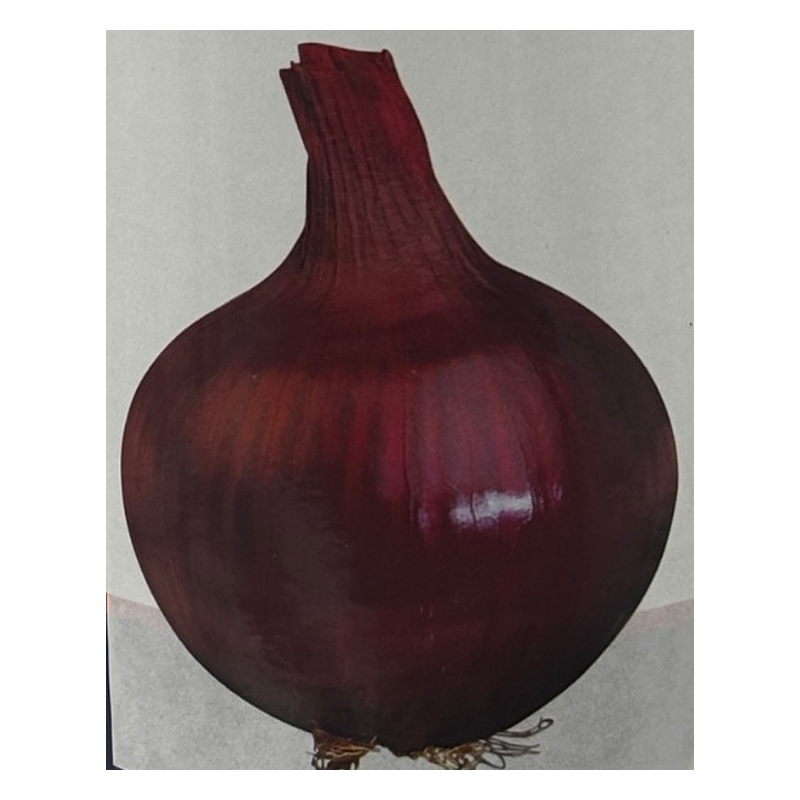 Cebolla Red Creole | Variedad de Alta Resistencia