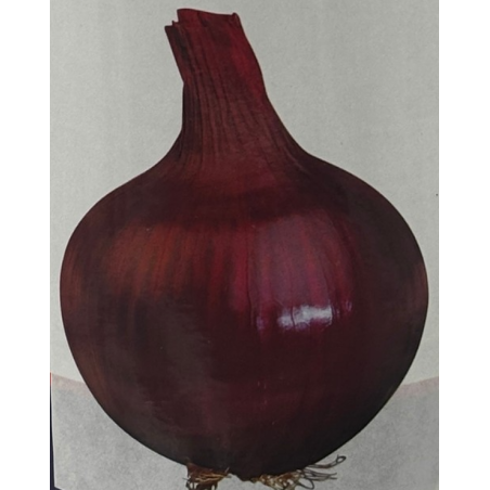 Cebolla Red Creole | Variedad de Alta Resistencia