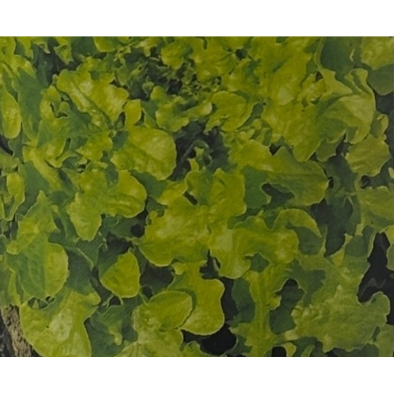Semillas de Lechuga Salad Bowl | Variedad de Hoja de Roble