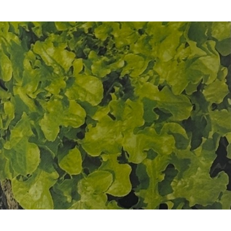 Semillas de Lechuga Salad Bowl | Variedad de Hoja de Roble