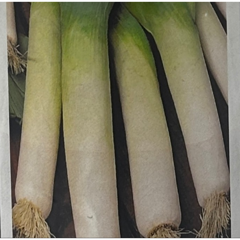 Semillas de Puerro | Sabor Suave y Cultivo Versátil