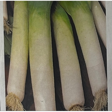 Semillas de Puerro | Sabor Suave y Cultivo Versátil