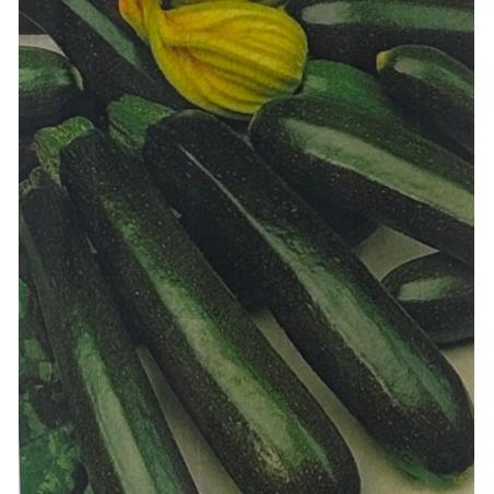Semillas de Calabacín Nano Verde de Milán | Calidad Premium