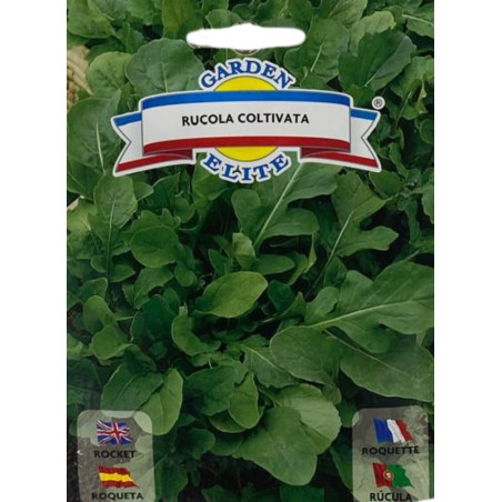 Hojas frescas de rúcula con sus característicos bordes dentados, ideales para sembrar nuestras semillas de calidad premium.