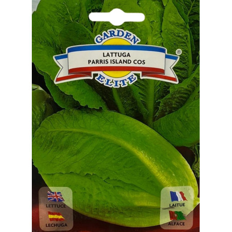 Hojas firmes y verdes de lechuga romana en un huerto, perfectas para sembrar nuestras semillas de lechuga de calidad premium.