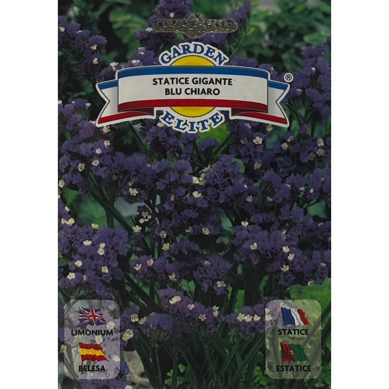 Flores suaves de belesa blue claro en un jardín acogedor, ideales para sembrar nuestras semillas de belesa blue claro premium.