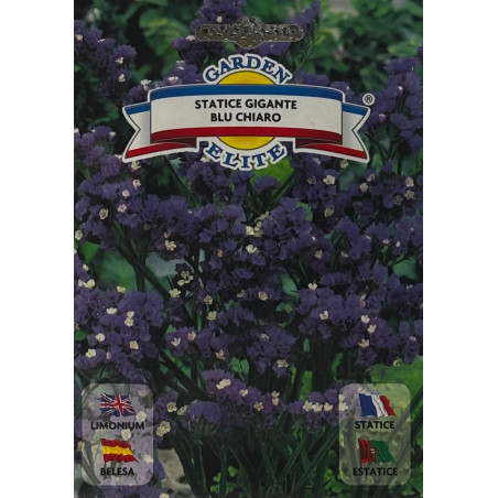 Flores suaves de belesa blue claro en un jardín acogedor, ideales para sembrar nuestras semillas de belesa blue claro premium.