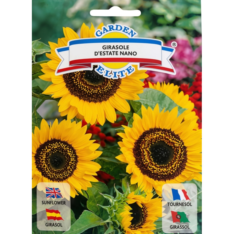 Semillas de Girasol Enano | Flor Decorativa y Compacta